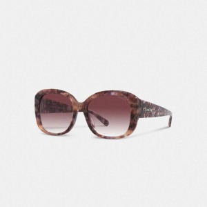 Coach Signature Oversized Square Sunglasses Paars | COH866382